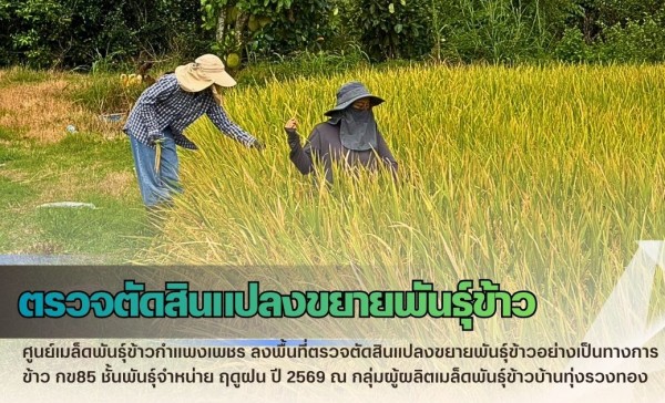 กำแพงเพชร-ศูนย์เมล็ดพันธุ์ข้าวกำแพงเพชร ลงพื้นที่ตรวจตัดสินแปลงขยายพันธุ์ข้าวอย่างเป็นทางการ ข้าว กข85 ชั้นพันธุ์จำหน่าย ฤดูฝน ปี 2569