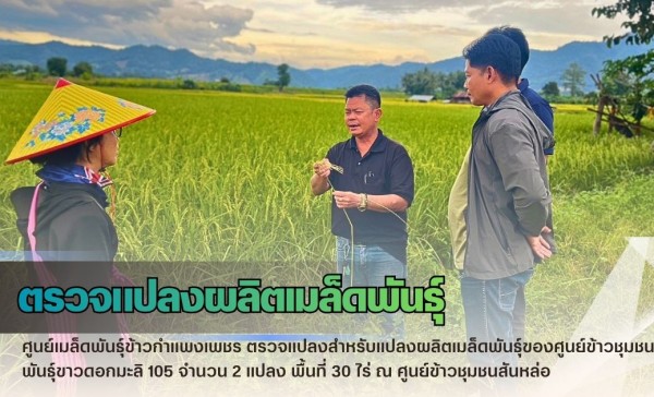 กำแพงเพชร-ศูนย์เมล็ดพันธุ์ข้าวกำแพงเพชร ตรวจแปลงสำหรับแปลงผลิตเมล็ดพันธุ์ของศูนย์ข้าวชุมชน พันธุ์ขาวดอกมะลิ 105 จำนวน 2 แปลง พื้นที่ 30 ไร่