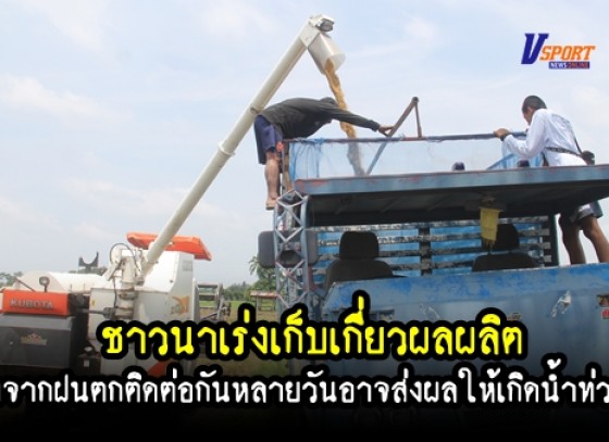 กำแพงเพชร-เกษตรกรชาวนา บ้านน้ำโท้ง ตำบลท่าขุนรามเร่งเก็บเกี่ยวผลผลิต หลังจากที่ฝนตกติดต่อกันหลายวัน(มีคลิป) 