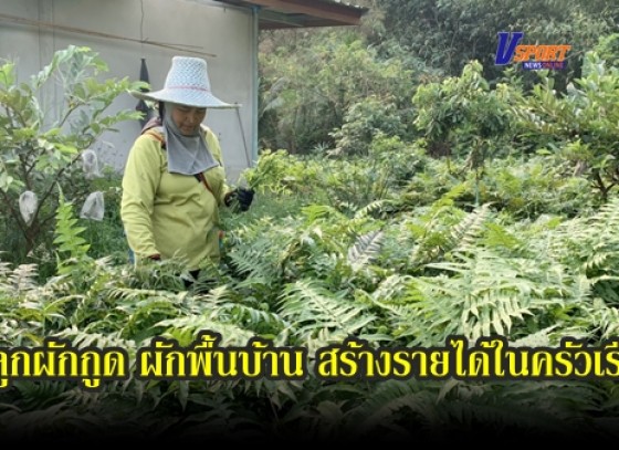 กำแพงเพชร-เกษตรกรชาวอำเภอคลองลาน กำแพงเพชร ปลูกผักกูด ผักพื้นบ้าน สร้างรายได้ในครัวเรือน (มีคลิป)