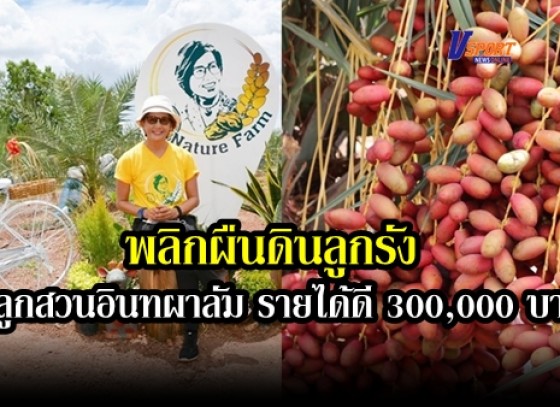 กำแพงเพชร- ผอ.ส่วนท้องถิ่นฯ จ.พิษณุโลก พลิกผืนดินลูกรัง เนื้อที่ 8 ไร่กลายเป็น สวนอินทผาลัม ผลผลิตปีแรกน่าทึ่ง คาดมีรายได้ 300,000 บาท 