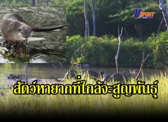 กำแพงเพชร-ไร้มนุษย์สัตว์ป่าครึ่งบกครึ่งน้ำ สัตว์หายากที่ใกล้จะสูญพันธุ์ “นากใหญ่ขนเรียบ”ยกครอบครัว เริงร่าในคลองน้ำ ( มีคลิป ) 