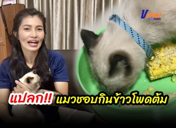 กำแพงเพชร-เจ้าของแมวแปลกใจ 