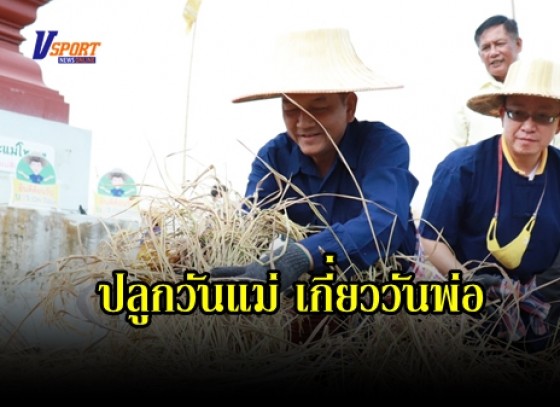 กำแพงเพชร-วัดทุ่งสนุ่นรัตนาราม จัดกิจกรรมลงแขกเกี่ยวข้าว ในโครงการ “ปลูกวันแม่ เกี่ยววันพ่อ” เพื่อสร้างพระเจดีย์รวงข้าว