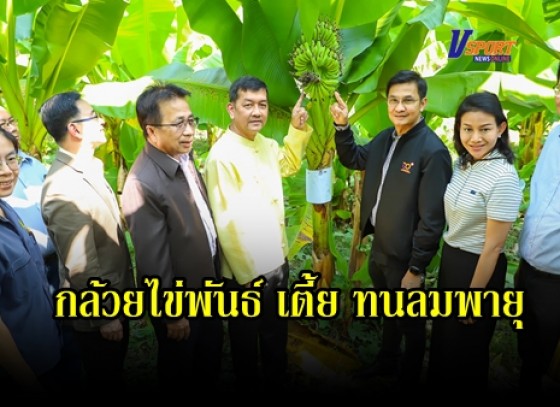 กำแพงเพชร-สถาบันวิจัยวิทยาศาสตร์และเทคโนโลยีแห่งประเทศไทย (วว.) ทำวิจัยประสบความสำเร็จในวิธีการปลูกกล้วยไข่เมืองกำแพงให้สามารถทนต่อลมพายุ ลดความเสียหายจากการหักโค่น เร่งเผยแพร่ความรู้ขยายสู่เกษตรกรในพื้นที่