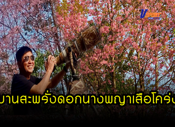 กำแพงเพชร-อุทยานแห่งชาติแม่วงก์ ดอกซากุระเมืองไทย “ดอกนางพญาเสือโคร่ง” กำลังออกดอกบานสะพรั่งอย่างความสวยงามตลอดเส้นทางระหว่างการเดินทางขึ้นขุนน้ำเย็น