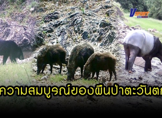 กำแพงเพชร-เจ้าหน้าที่ เขตรักษาพันธุ์สัตว์ป่าห้วยขาแข้ง จ.อุทัยธานี ใช้กล้องดักถ่าย พบสัตว์ป่าหลากหลาย สมกับเป็นป่ามรดกโลก 