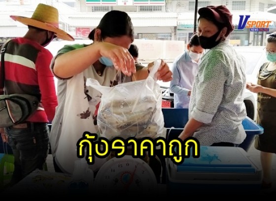 กำแพงเพชร-เกษตรกรผู้เลี้ยงกุ้งจากสุพรรณบุรีนำกุุ้งมาขายราคาถูก ที่หน้าหอการค้าจังหวัดกำแพงเพชร โดยมีประชาชนที่ทราบข่าวต่างพากันมารุมซื้อกันอย่างคึกคัก