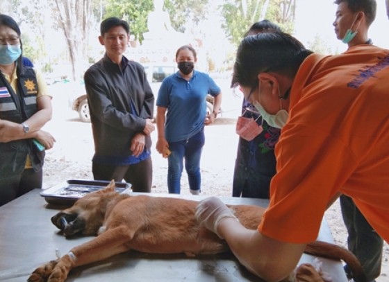 กำแพงเพชร-องค์การบริหารส่วนตำบลอ่างทอง ให้บริการทำหมันสุนัขและแมวที่ไม่มีเจ้าของ เพื่อควบคุมจำนวนสุนัขและแมวที่มีการแพร่พันธุ์ตามฤดูกาล