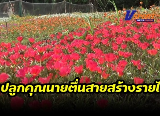 กำแพงเพชร-ครูโรงเรียนบ้านลานดอกไม้ไอเดียเก๋ ปลูกคุณนายตื่นสายสร้างเป็นแหล่งท่องเที่ยวของชุมชน พร้อมแบ่งขายต้นกล้าขายหากต้องการนำไปปลูกที่บ้าน