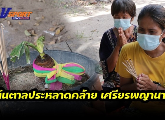 กำแพงเพชร- ต้นตาลประหลาดคล้าย 