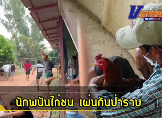 กำแพงเพชร-นักพนัน ไก่ชน เผ่นกันป่าราบ หลังฝ่ายปกครองสนธิกำลังบุกจับผู้ลักลอบเล่นพนันไก่ชน ในเขตตำบลไตรตรึงษ์ อำเภอเมืองกำแพงเพชร