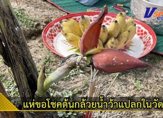 กำแพงเพชร-ชาวบ้านแห่ขอโชคต้นกล้วยน้ำว้าแปลกในวัด หลังพบ 