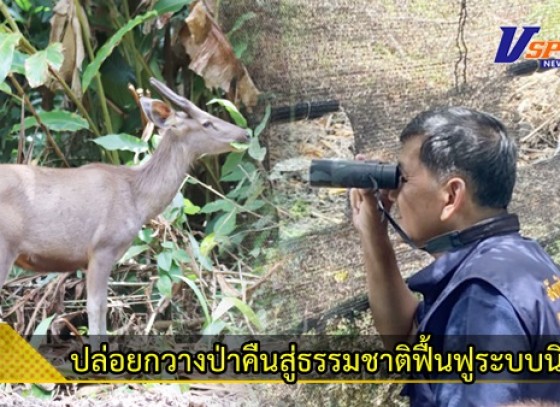 กำแพงเพชร-โครงการปล่อยกวางป่าคืนสู่ธรรมชาติฟื้นฟูระบบนิเวศผืนป่าตะวันตกอุทยานแห่งชาติคลองลาน จ.กำแพงเพชร 