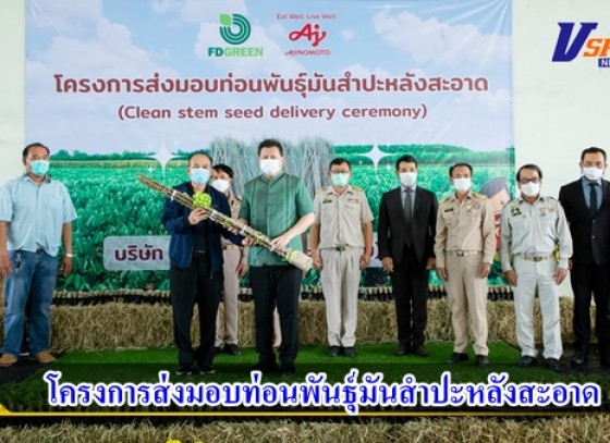 กำแพงเพชร-โครงการส่งมอบท่อนพันธุ์มันสำปะหลังสะอาด เพื่อส่งออกไปยังพื้นที่ที่มีความต้องการท่อนพันธุ์ปลอดโรคใบด่าง