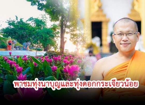 กำแพงเพชร-พระมหาอภิชาติ กิตฺติวรญฺญู เจ้าอาวาสวัดทุ่งสนุ่นรัตนาราม พาชมทุ่งนาบุญและทุ่งดอกกระเจียวน้อย สถานที่ถ่ายรูปสวยๆ ตั้งอยู่ นาบุญ วัดทุ่งสนุ่นรัตนาราม