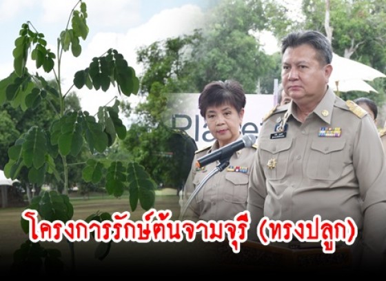 กำแพงเพชร-ชมรมนิสิตเก่าจุฬาลงกรณ์มหาวิทยาลัย ปีการศึกษา 2518 จัดโครงการรักษ์จามจุรี (ทรงปลูก) ณ อุทยานประวัติศาสตร์ จังหวัดกำแพงเพชร