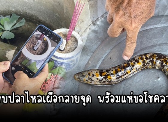 กำแพงเพชร-ชาวบ้านพบปลาไหลเผือกลายจุดไม่กลัวคน พร้อมแห่ขอโชคลาภเชื่อจะได้โชครวยยกมือบ้านงวดนี้