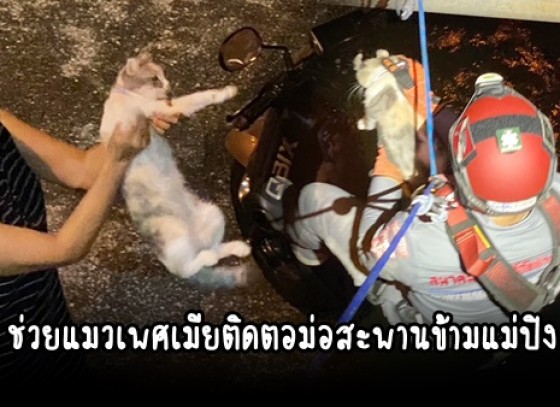 กำแพงเพชร-กู้ภัยข่าวภาพกำแพงเพชร โรยตัวช่วยแมวเพศเมียติดตอม่อสะพานข้ามแม่ปิง อดข้าวอดน้ำนาน 5 วัน 