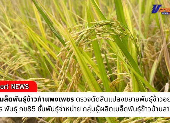 กำแพงเพชร-ศูนย์เมล็ดพันธุ์ข้าวกำแพงเพชร ตรวจตัดสินแปลงขยายพันธุ์ข้าวอย่างเป็นทางการ พันธุ์ กข85 ชั้นพันธุ์จำหน่าย