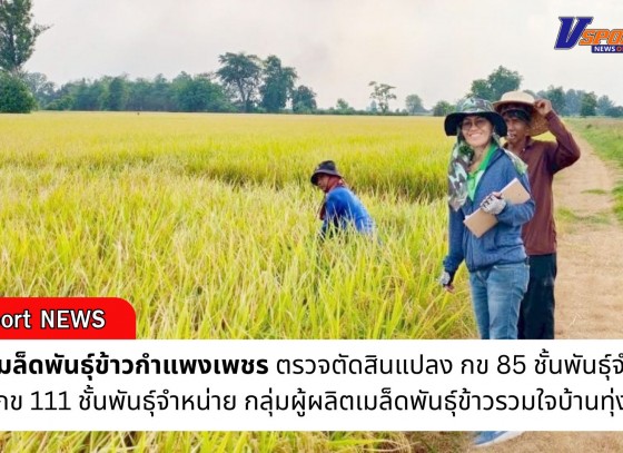 กำแพงเพชร-ศูนย์เมล็ดพันธุ์ข้าวกำแพงเพชร ตรวจตัดสินแปลง กข85 ชั้นพันธุ์จำหน่าย กข111 ชั้นพันธุ์จำหน่าย(สำรองพันธุ์)