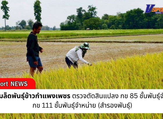 กำแพงเพชร-ศูนย์เมล็ดพันธุ์กำแพงเพชร ตรวจตัดสินแปลง กข 85 ชั้นพันธุ์จำหน่าย กข 111 ชั้นพันธุ์จำหน่าย (สำรองพันธุ์)