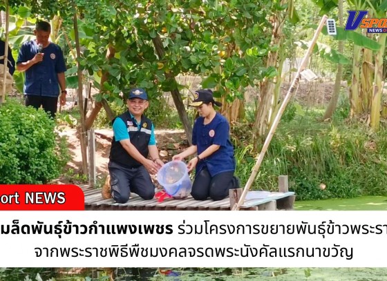 กำแพงเพชร-ศูนย์เมล็ดพันธุ์ข้าวกำแพงเพชร ร่วมโครงการขยายพันธุ์ข้าวพระราชทาน จากพระราชพิธีพืชมงคลจรดพระนังคัลแรกนาขวัญ