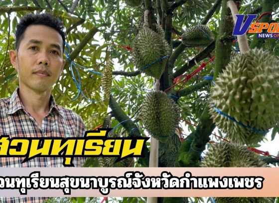 กำแพงเพชร-สวนทุเรียนสุขนาบูรณ์ กำแพงเพชร จัดโปรโมชั่นพิเศษสำหรับสัปดาห์นี้ ทุเรียนหมอนทอง หน้าสวนขายกิโลกรัมละ 109 บาท ถึง 119 บาท