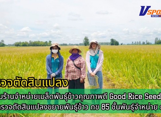 กำแพงเพชร-ศูนย์เมล็ดพันธุ์ข้าวกำแพงเพชร ติดตามร้านจำหน่ายเมล็ดพันธุ์ข้าวคุณภาพดี Good Rice Seed Shop และ ตรวจตัดสินแปลงขยายพันธุ์ข้าว กข 85 ชั้นพันธุ์จำหน่าย ฤดูฝน