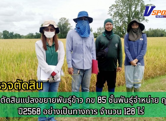 กำแพงเพชร-ศูนย์เมล็ดพันธุ์ข้าวกำแพงเพชร ตรวจตัดสินแปลงขยายพันธุ์ข้าว กข 85 ชั้นพันธุ์จำหน่าย ฤดูฝน ปี2568 อย่างเป็นทางการ จำนวน 128 ไร่