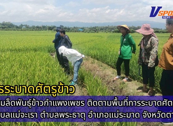 กำแพงเพชร-ศูนย์เมล็ดพันธุ์ข้าวกำแพงเพชร ติดตามพื้นที่การระบาดศัตรูข้าว ตำบลแม่จะเรา ตำบลพระธาตุ อำเภอแม่ระมาด จังหวัดตาก