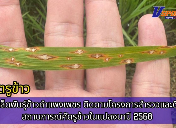 กำแพงเพชร-ศูนย์เมล็ดพันธุ์ข้าวกำแพงเพชร ติดตามโครงการสำรวจและติดตามสถานการณ์ศัตรูข้าวในแปลงนาปี 2568