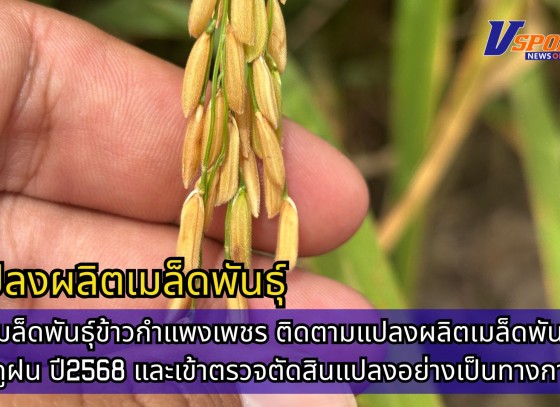 กำแพงเพชร-ศูนย์เมล็ดพันธุ์ข้าวกำแพงเพชร ติดตามแปลงผลิตเมล็ดพันธุ์ข้าว ฤดูฝน ปี2568 และเข้าตรวจตัดสินแปลงอย่างเป็นทางการ