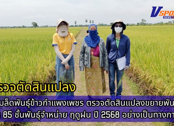 กำแพงเพชร-ศูนย์เมล็ดพันธุ์ข้าวกำแพงเพชร ตรวจตัดสินแปลงขยายพันธุ์ข้าว กข85 ชั้นพันธุ์จำหน่าย ฤดูฝน ปี2568 อย่างเป็นทางการ จำนวน 92 ไร่