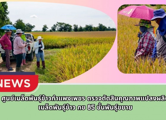 กำแพงเพชร-ศูนย์เมล็ดพันธุ์ข้าวกำแพงเพชร ตรวจตัดสินคุณภาพแปลงผลิตเมล็ดพันธุ์ข้าว กข 85 ชั้นพันธุ์ขยาย