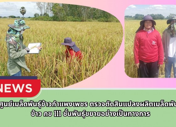 กำแพงเพชร-ศูนย์เมล็ดพันธุ์ข้าวกำแพงเพชร ตรวจตัดสินแปลงผลิตเมล็ดพันธุ์ข้าว กข 111 ชั้นพันธุ์ขยายอย่างเป็นทางการ
