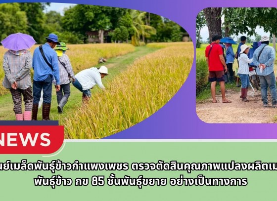 กำแพงเพชร-ศูนย์เมล็ดพันธุ์ข้าวกำแพงเพชร ตรวจตัดสินคุณภาพแปลงผลิตเมล็ดพันธุ์ข้าว กข 85 ชั้นพันธุ์ขยาย อย่างเป็นทางการ