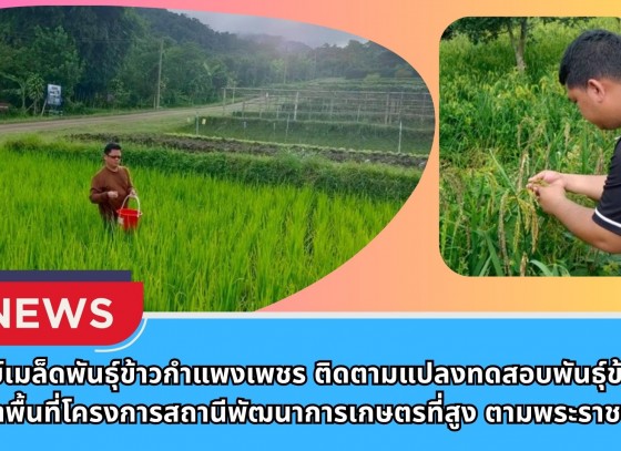 กำแพงเพชร-ศูนย์เมล็ดพันธุ์ข้าวกำแพงเพชร ติดตามแปลงทดสอบพันธุ์ข้าวในเขตพื้นที่โครงการสถานีพัฒนาการเกษตรที่สูง ตามพระราชดำริ