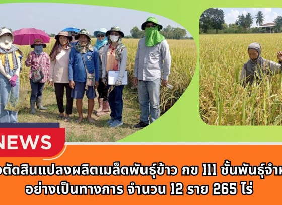 กำแพงเพชร-ศูนย์เมล็ดพันธุ์ข้าวกำแพงเพชร ตรวจตัดสินแปลงผลิตเมล็ดพันธุ์ข้าว กข 111 ชั้นพันธุ์จำหน่าย อย่างเป็นทางการ จำนวน 12 ราย 265 ไร่