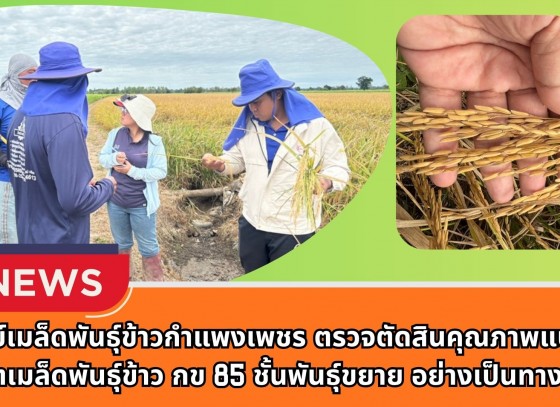 กำแพงเพชร-ศูนย์เมล็ดพันธุ์ข้าวกำแพงเพชร ตรวจตัดสินคุณภาพแปลงผลิตเมล็ดพันธุ์ข้าว กข 85 ชั้นพันธุ์ขยาย อย่างเป็นทางการ
