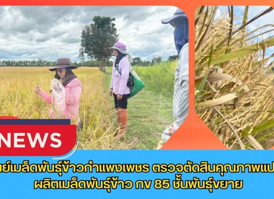 กำแพงเพชร-ศูนย์เมล็ดพันธุ์ข้าวกำแพงเพชร ตรวจตัดสินคุณภาพแปลงผลิตเมล็ดพันธุ์ข้าว กข 85 ชั้นพันธุ์ขยาย