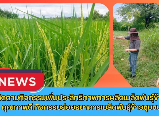 กำแพงเพชร-ศูนย์เมล็ดพันธุ์ข้าวกำแพงเพชร ติดตามกิจกรรมเพิ่มประสิทธิภาพการผลิตเมล็ดพันธุ์ข้าวคุณภาพดี กิจกรรมย่อยธนาคารเมล็ดพันธุ์ข้าวชุมชน