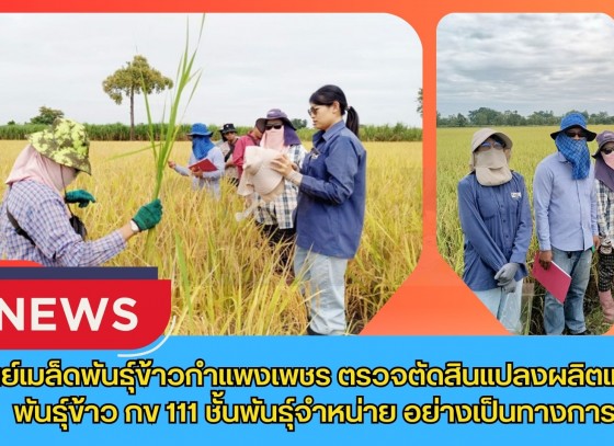 กำแพงเพชร-ศูนย์เมล็ดพันธุ์ข้าวกำแพงเพชร ตรวจตัดสินแปลงผลิตเมล็ดพันธุ์ข้าว กข 111 ชั้นพันธุ์จำหน่าย อย่างเป็นทางการ