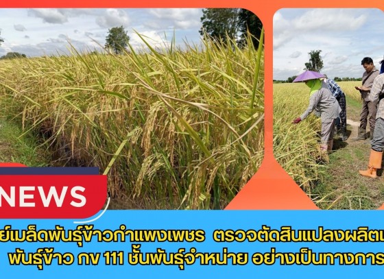 กำแพงเพชร-ศูนย์เมล็ดพันธุ์ข้าวกำแพงเพชร ตรวจตัดสินแปลงผลิตเมล็ดพันธุ์ข้าว กข 111 ชั้นพันธุ์จำหน่าย อย่างเป็นทางการ