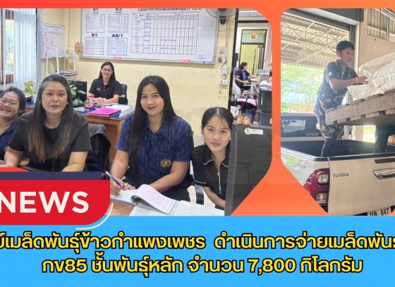 กำแพงเพชร-ศูนย์เมล็ดพันธุ์ข้าวกำแพงเพชร ดำเนินการจ่ายเมล็ดพันธุ์ข้าว กข85 ชั้นพันธุ์หลัก จำนวน 7,800 กิโลกรัม