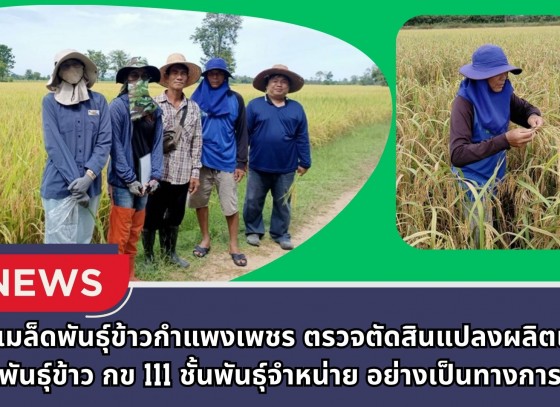 กำแพงเพชร-ศูนย์เมล็ดพันธุ์ข้าวกำแพงเพชร ตรวจตัดสินแปลงผลิตเมล็ดพันธุ์ข้าว กข 111 ชั้นพันธุ์จำหน่าย อย่างเป็นทางการ