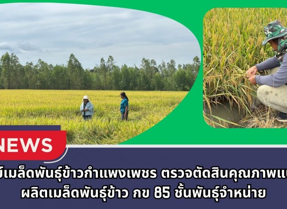 กำแพงเพชร-ศูนย์เมล็ดพันธุ์ข้าวกำแพงเพชร ตรวจตัดสินคุณภาพแปลงผลิตเมล็ดพันธุ์ข้าว กข 85 ชั้นพันธุ์จำหน่าย