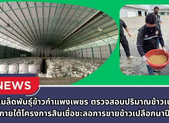กำแพงเพชร-ศูนย์เมล็ดพันธุ์ข้าวกำแพงเพชร ตรวจสอบปริมาณข้าวเปลือกภายใต้โครงการสินเชื่อชะลอการขายข้าวเปลือกนาปี