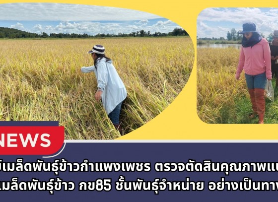 กำแพงเพชร-ศูนย์เมล็ดพันธุ์ข้าวกำแพงเพชร ตรวจตัดสินคุณภาพแปลงผลิตเมล็ดพันธุ์ข้าว กข 85 ชั้นพันธุ์จำหน่าย อย่างเป็นทางการ