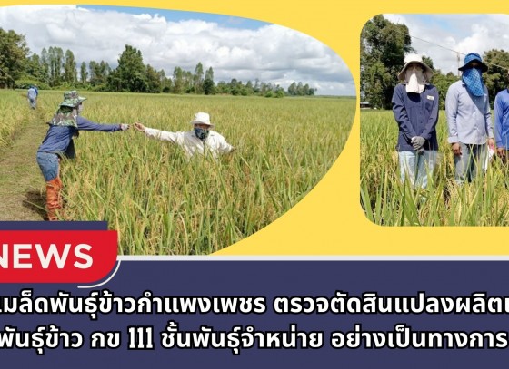 กำแพงเพชร-ศูนย์เมล็ดพันธุ์ข้าวกำแพงเพชร ตรวจตัดสินแปลงผลิตเมล็ดพันธุ์ข้าว กข 111 ชั้นพันธุ์จำหน่าย อย่างเป็นทางการ